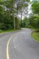 Summer green trees line an empty country road that winds through a lush forest landscape