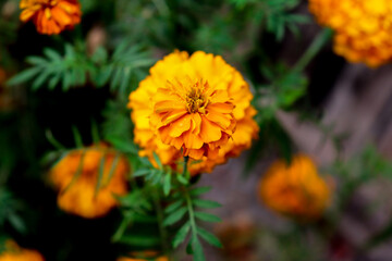 Vibrant Orange Marigold Flower CloseUp with Green Leaves and Blurred Background Details