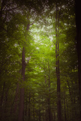 the sunlight blasting into the forrest