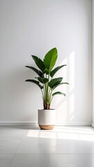 Fototapeta premium Elegant bird of paradise plant in white pot against a minimalist backdrop