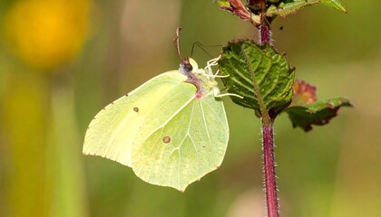 Butterfly Resting on Plant