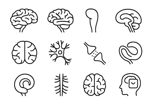 Brain Anatomy Icons. Outline icon set of brain anatomy poster: cerebrum, cerebellum, brainstem, cortex, lobes,