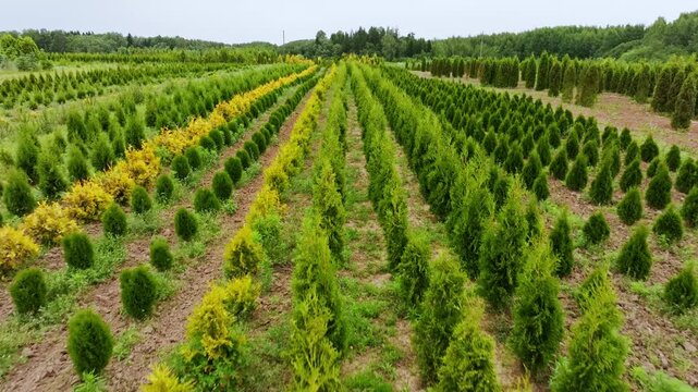 Straight drone motion reveals green and yellow conifer rows in breezy nursery
