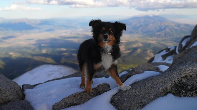 Mini Aussie dog top of summit Mt Mount Shavano Rocky Mountains evening golden hour sunset Colorado drone Elbert Huron La Plata Tabeguache Antero Peak fall autumn snow Sawatch Range static shot