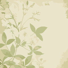Fototapeta premium Vintage floral design with pale cream flowers and muted green foliage on a distressed cream background. Detailed botanical illustration with delicate flower and leaf patterns.