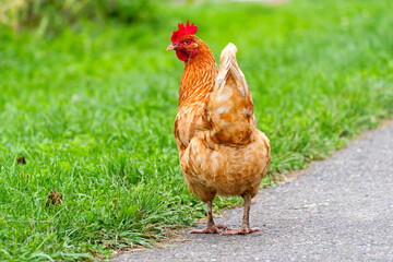 Close-up of brown and white colored chicken hen outdoors at organic farm at Swiss city of Zürich on a late summer morning. Photo taken September 1st, 2025, Zurich Schwamendingen, Switzerland.