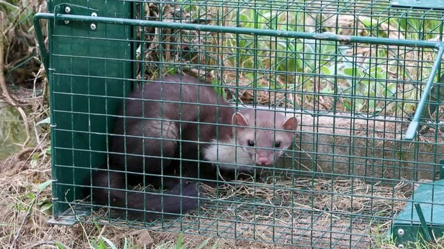 Fouine captur&eacute;e dans une cage m&eacute;tallique verte. Petit pr&eacute;dateur carnivore, nocturne et solitaire. Sc&egrave;ne animali&egrave;re, France.