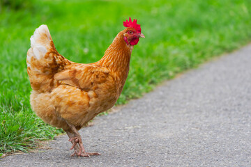 Close-up of brown and white colored chicken hen outdoors at organic farm at Swiss city of Zürich on a late summer morning. Photo taken September 1st, 2025, Zurich Schwamendingen, Switzerland.