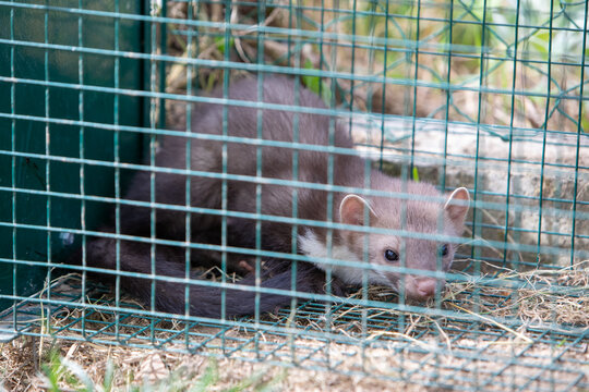 Fouine captur&eacute;e dans une cage m&eacute;tallique verte. Petit pr&eacute;dateur carnivore, nocturne et solitaire. Sc&egrave;ne animali&egrave;re, France.