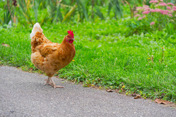 Close-up of brown and white colored chicken hen outdoors at organic farm at Swiss city of Zürich on a late summer morning. Photo taken September 1st, 2025, Zurich Schwamendingen, Switzerland.