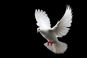 Beautiful white dove flying with wide open wings on a black background, representing peace, hope, and spirituality
