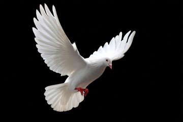 Fototapeta premium White dove with spread wings flying on a black background, representing peace, hope, and spirituality