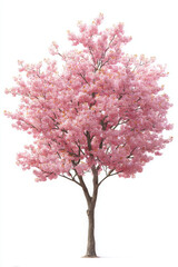 Vibrant Japanese cherry blossom tree boasts delicate pink flowers, joyous sight