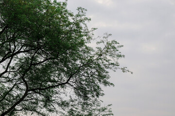 Angled View of Tree Branches and Green Leaves Against Cloudy Sky Background