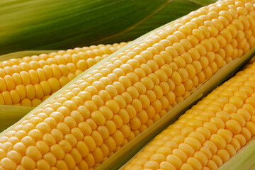 新鮮なとうもろこし　Fresh Sweet Corn