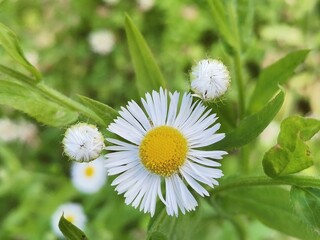 Obraz premium daisy flower in the garden