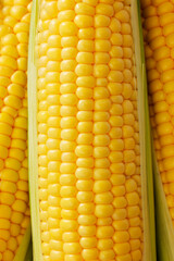 新鮮なとうもろこし　Fresh Sweet Corn