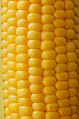 新鮮なとうもろこし　Fresh Sweet Corn