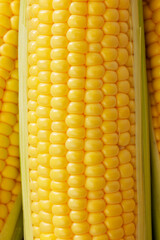 新鮮なとうもろこし　Fresh Sweet Corn