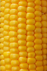 新鮮なとうもろこし　Fresh Sweet Corn