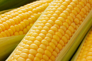 新鮮なとうもろこし　Fresh Sweet Corn