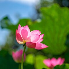 A vibrant pink lotus flower gracefully blooms, bathed in soft sunlight, with a soft focus on the background greenery.