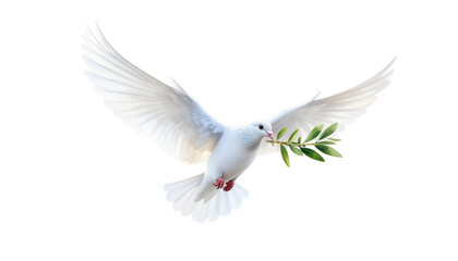Obraz premium White dove in flight holding green branch isolated on white background