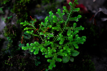 Fernlike Spike Moss Thriving Among Moss and Red Ants in Dark Forest Environment