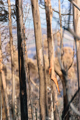 A close up of the charred and peeling bark of a burnt tree The Aftermath of Fire