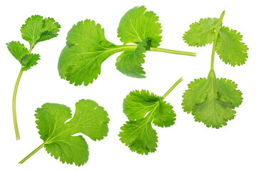 Set of parsnip or parsley leaves  isolated on white background. File contains clipping paths.