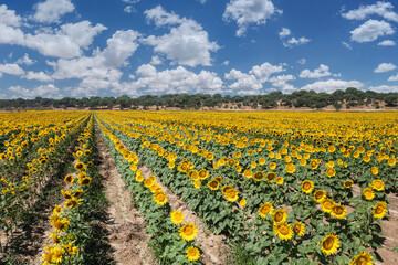 Rows of sunflower plants in bloom on a sunflower organic field. Blue sky with fluffy white cloups at the background.