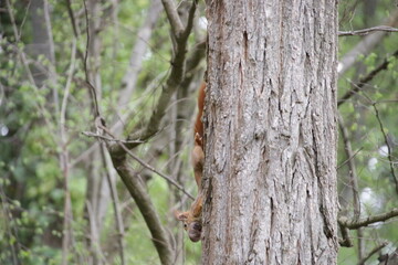 Obraz premium Eichkätzchen mit Jungtier
