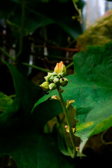 Luffa Flower Budding with Visiting Ants Among Green Leaves in Garden Setting Closeup