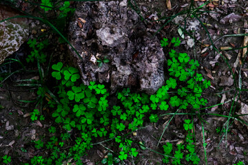 Lush Green Clovers Framing a Weathered Rock Amidst Forest Floor Shadows