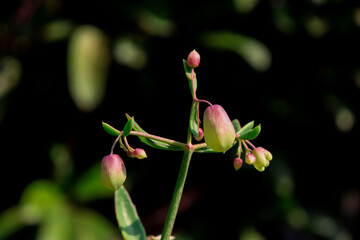 Nodding bells flower buds against dark background, revealing green stem and leaves detail