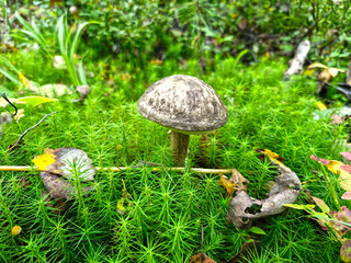 Edible Mushroom Leccinum scabrum. Close-up.