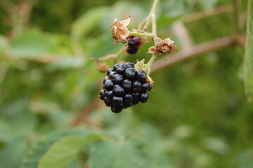 blackberry on the bush