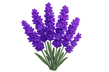 Obraz premium Vibrant lavender flowers creating a beautiful bouquet on a transparent background, ideal for various design projects