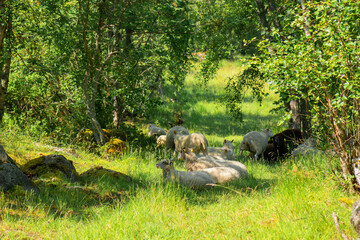 Sheep grazing and resting in the shade of trees on a hot summer day in a Finnish village. Rural countryside scene promoting eco-tourism, agritourism, and sustainable farming