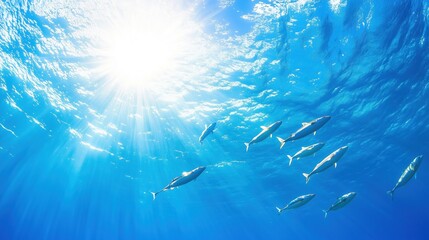 Naklejka premium Swarm Kawakawas swims in the open sea, Pacific Ocean