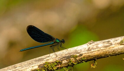Dragonfly perched on branch