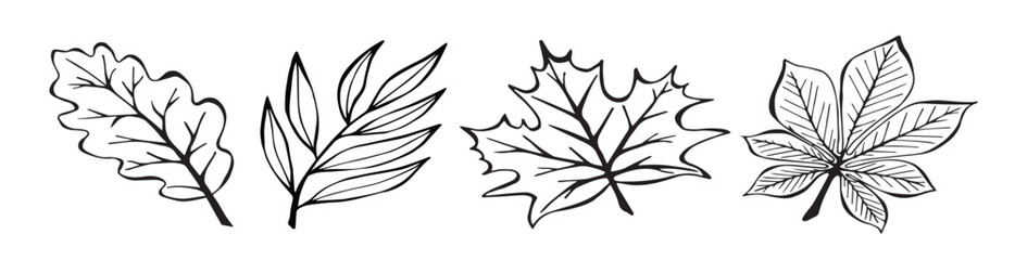 collection autumn leaves in and drawn style on a white