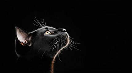 Template of a black panther with a black background
