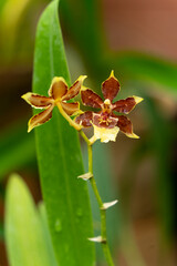 Blossom of botanical orhids in the garden