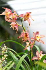 Blossom of botanical orhids in the garden