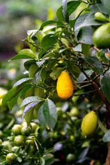 Juicy yellow fruits on the tree