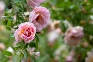 pink rose on a green background in a garden, copy space 