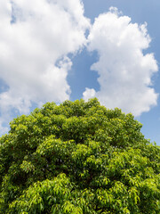 Obraz premium 新緑の葉を付けた樹木と青空の風景