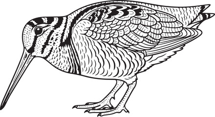 woodcock Line Art Vector Illustration