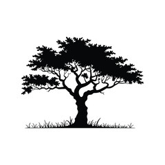 Silhouette of a majestic acacia tree standing tall amidst sparse grassland